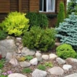 Растения для альпийской горки 