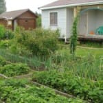 Как избавиться от сорняков на огороде: эффективные способы и средства