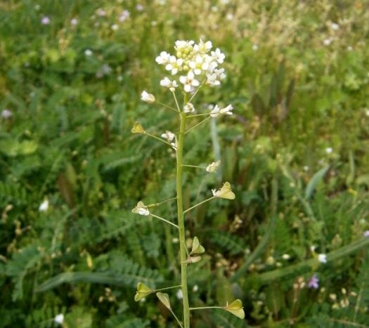 Пастушья сумка