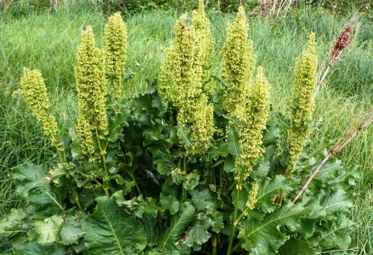 Щавель конский