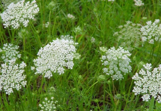 Дикая морковь