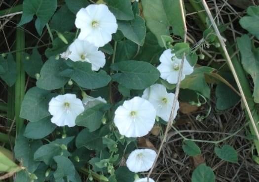 Вьюнок полевой