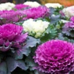 Декоративная капуста как украшение сада