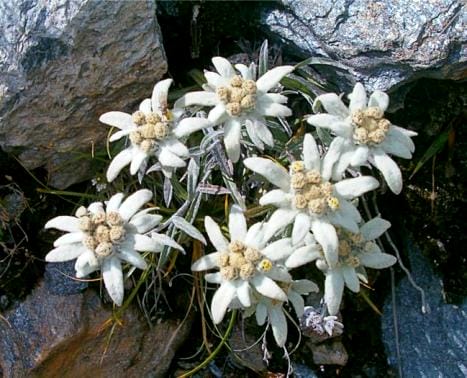 эдельвейс альпийский