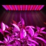 Фитолампы (фитосветильники) — лампы для растений и подсветки рассады