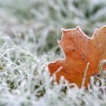 Газон зимой — правильная подготовка и уход 