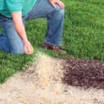 Когда и как сеять газонную траву?