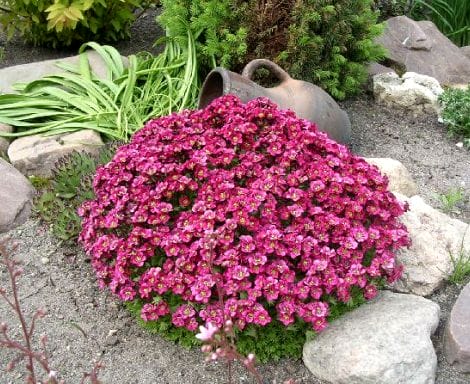 камнеломка арендса