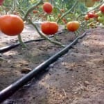 Полив в теплице своими руками: как сделать капельный полив?