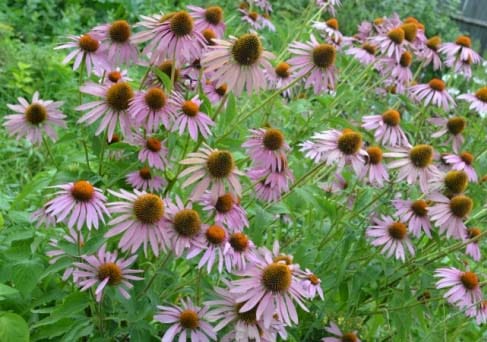 Эхинацея