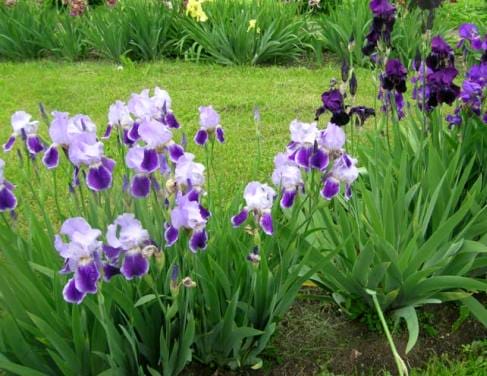 Ирисы