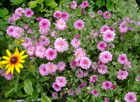 Хризантемы