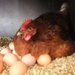 Как сделать и обустроить курятник на даче?