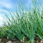 Когда сажать лук? Особенности посадки и выращивания