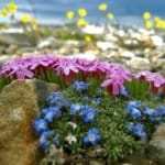 Низкорослые цветы для клумб