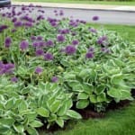 Как красиво оформить клумбу?