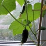 Можно ли вырастить огурцы на подоконнике или балконе зимой?