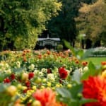 Осенние работы в саду и огороде