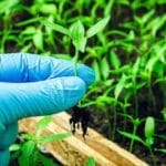 Пикировка рассады: что это такое, зачем нужна и как правильно делать?