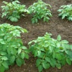 Посадка картофеля — когда и как сажать, сроки и способы посадки