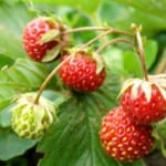 Румяная красавица с грядки – клубника. Как и когда сажать ягоду?