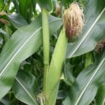 Сажаем кукурузу в открытый грунт: сроки посадки, выращивание и уход