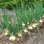 Как сажать лук на головку весной: подготовка, посадка, уход