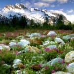 Маленькая альпийская горка — кусочек природы Альп на вашем участке