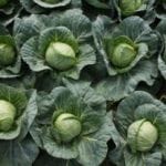 Ранняя капуста: сорта и особенности выращивания