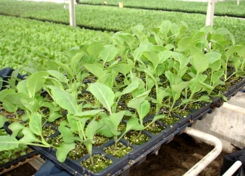 фото капусты