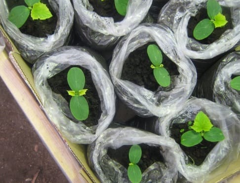 фото огурцов