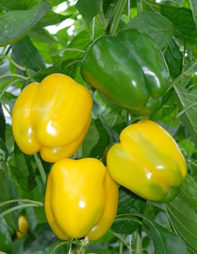 Калифорнийское чудо