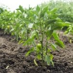 Сорта перца для открытого грунта, сроки и особенности высадки рассады