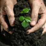 Внесение удобрений в почву и их влияние 