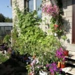 Вьющиеся садовые растения